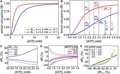 A Dual Nanosensor Approach to Determine the Cytosolic Concentration of ATP in Astrocytes